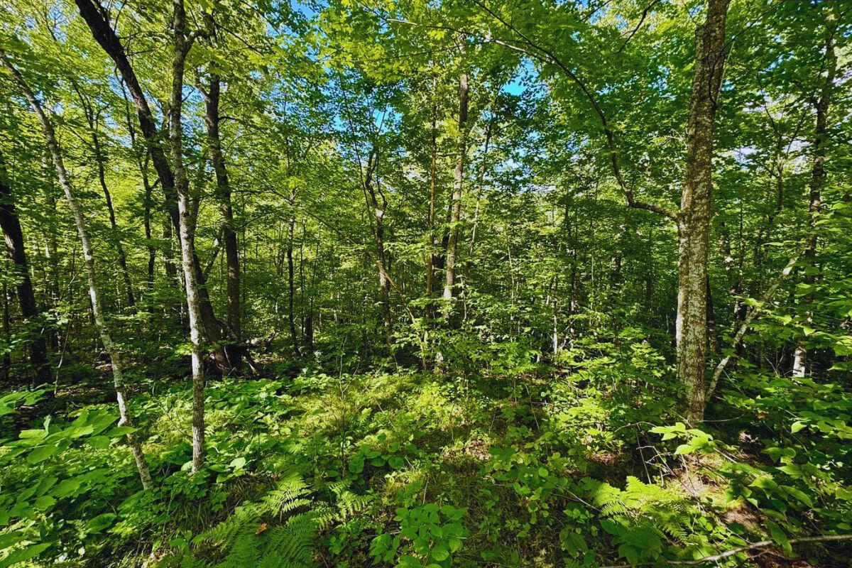 Near Highway - Harbor Dr, Garrison, MN 56450